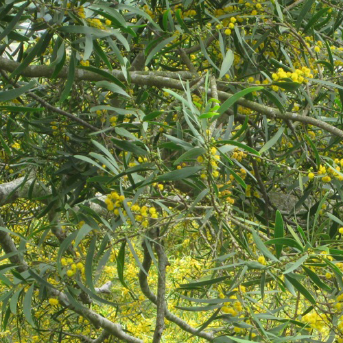 Acacia Confusa Seeds | Avalon Magic Plants Acacia Confusa Seeds | Avalon Magic Plants